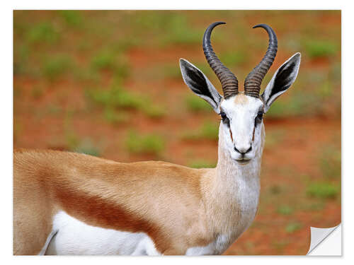 Selvklebende plakat Springbok, Africa wildlife