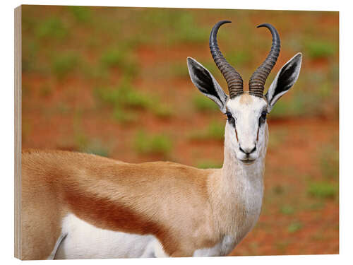 Trebilde Springbok, Africa wildlife