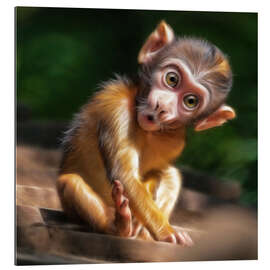 Gallery print Baby Monkey