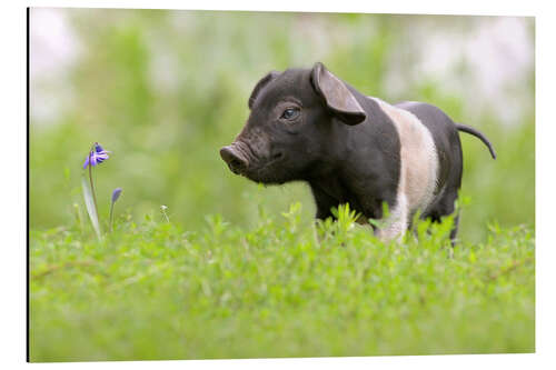 Tableau en aluminium Petit bébé cochon