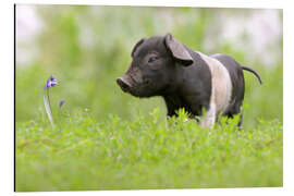 Tableau en aluminium Petit bébé cochon