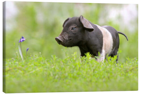 Lerretsbilde Little Baby Pig