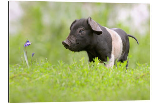 Gallery Print Kleines Baby Schwein