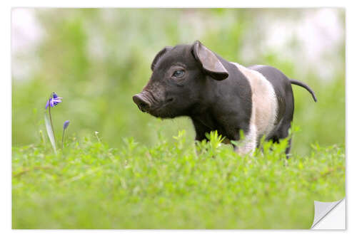 Wall sticker Little Baby Pig