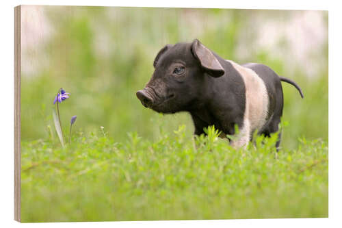 Holzbild Kleines Baby Schwein