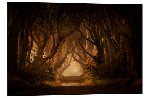 Stampa su alluminio Sunny morning in Dark Hedges