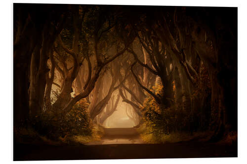 PVC print Sunny morning in Dark Hedges