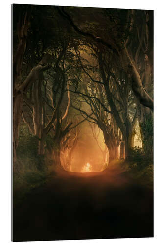 Gallery print Dark Hedges in the morning sunlight