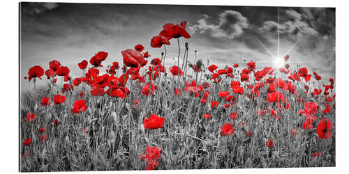 Galleriprint Idyllic poppy field with sun