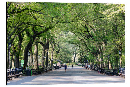 Aluminium print The Mall in spring, Central park, New York city, USA