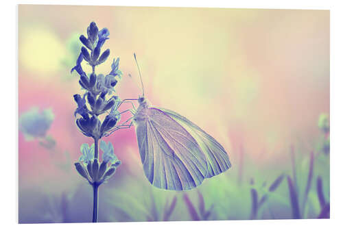 PVC-taulu Butterfly on a flower