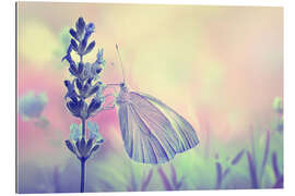 Galleriprint Butterfly on a flower