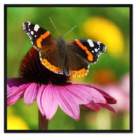 Gerahmter Kunstdruck Schmetterling