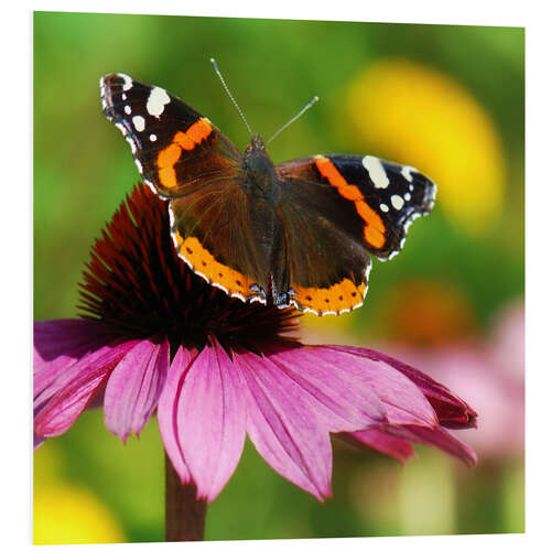 Stampa su PVC Butterfly