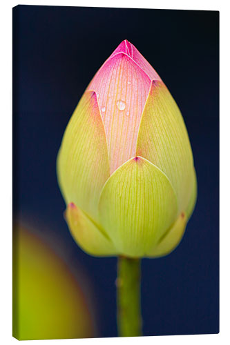 Canvas print Bud of the lotus