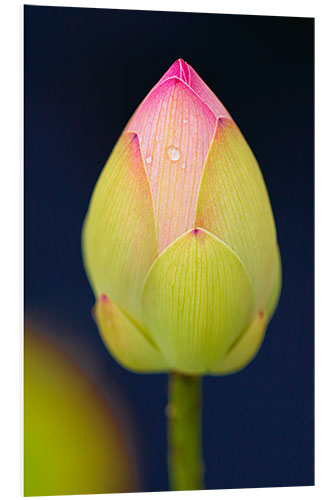 Foam board print Bud of the lotus