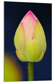 Galleriprint Bud of the lotus