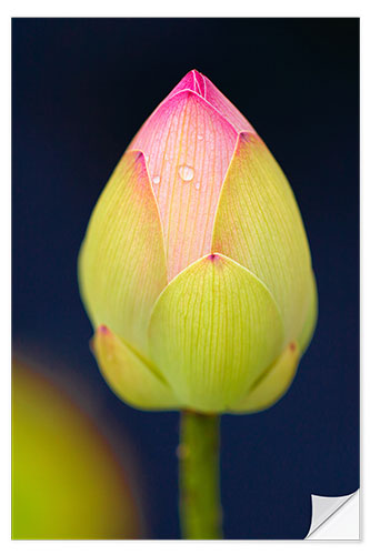 Vinilo para la pared Bud of the lotus