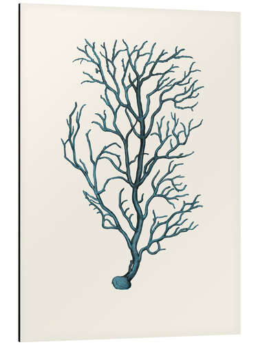 Aluminium print Turquoise-blue coral, branches