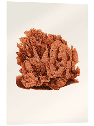 Cuadro de metacrilato Coral rojo
