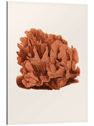 Cuadro de aluminio Coral rojo