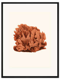 Gerahmter Kunstdruck Rote Koralle