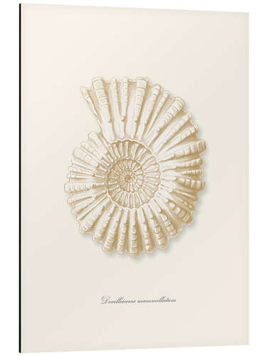 Tableau en aluminium Ammonite spirale