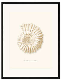 Gerahmter Kunstdruck Amonitspirale