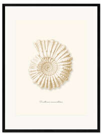 Stampa artistica con cornice Spirale di ammonite