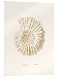 Gallery print Amonite spiral