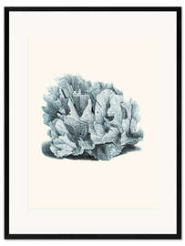 Framed art print Grey coral