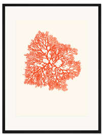 Gerahmter Kunstdruck Rote Koralle, verzweigt