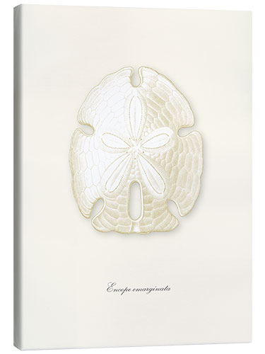 Canvas print Sand dollar, white