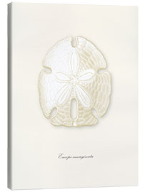 Canvas print Sand dollar, white