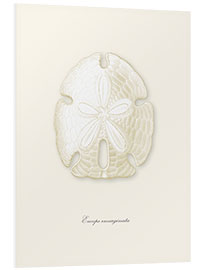 Foam board print Sand dollar, white