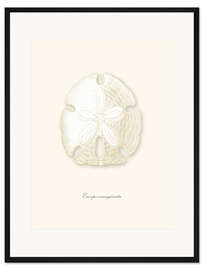 Gerahmter Kunstdruck Sanddollar, weiß