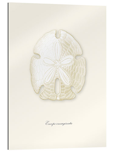 Gallery print Sand dollar, white