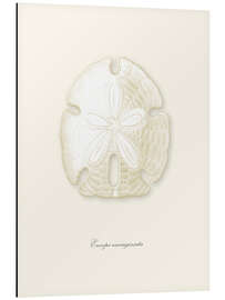 Magnettafel Sanddollar, weiß