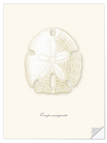 Wall sticker Sand dollar, white