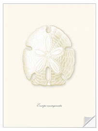 Wall sticker Sand dollar, white