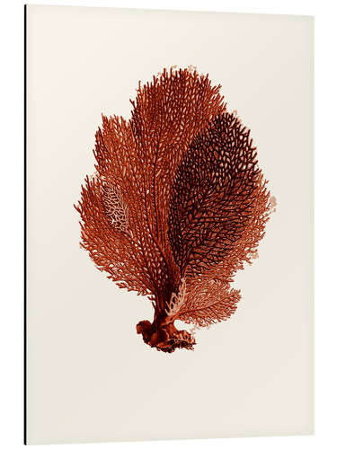 Aluminium print Red coral, fan