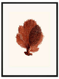 Gerahmter Kunstdruck Rote Koralle, Fächer