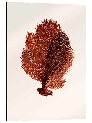 Quadro em plexi-alumínio Red coral, fan