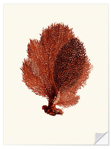 Wall sticker Red coral, fan