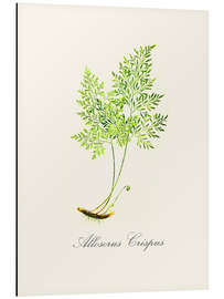 Magnettafel Farn III