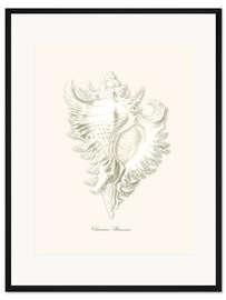 Gerahmter Kunstdruck Muschel, weiß