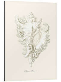 Magnettafel Muschel, weiß