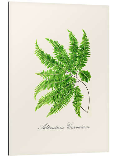 Aluminium print Fern II