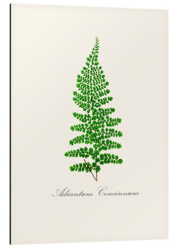 Aluminium print Fern I