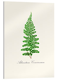 Gallery print Fern I